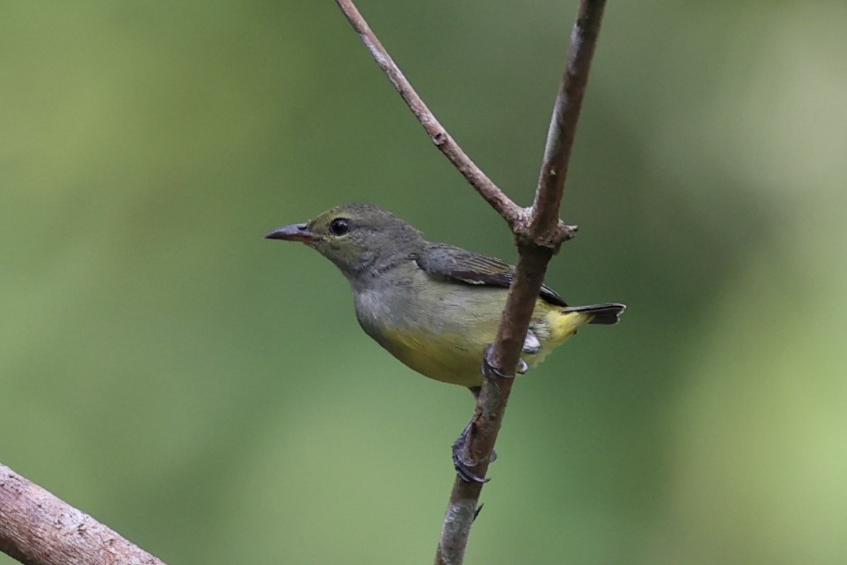 Orange-bellied Flowerpecker - ML620777754