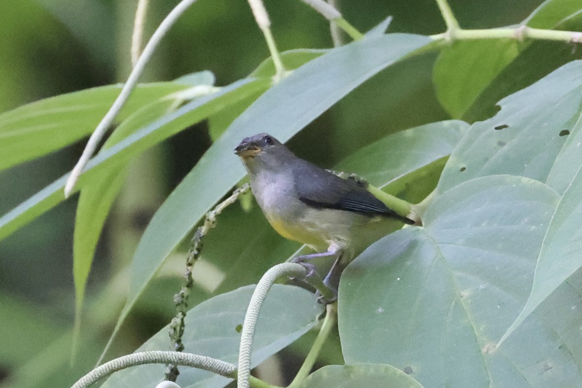 Orange-bellied Flowerpecker - Andrew William