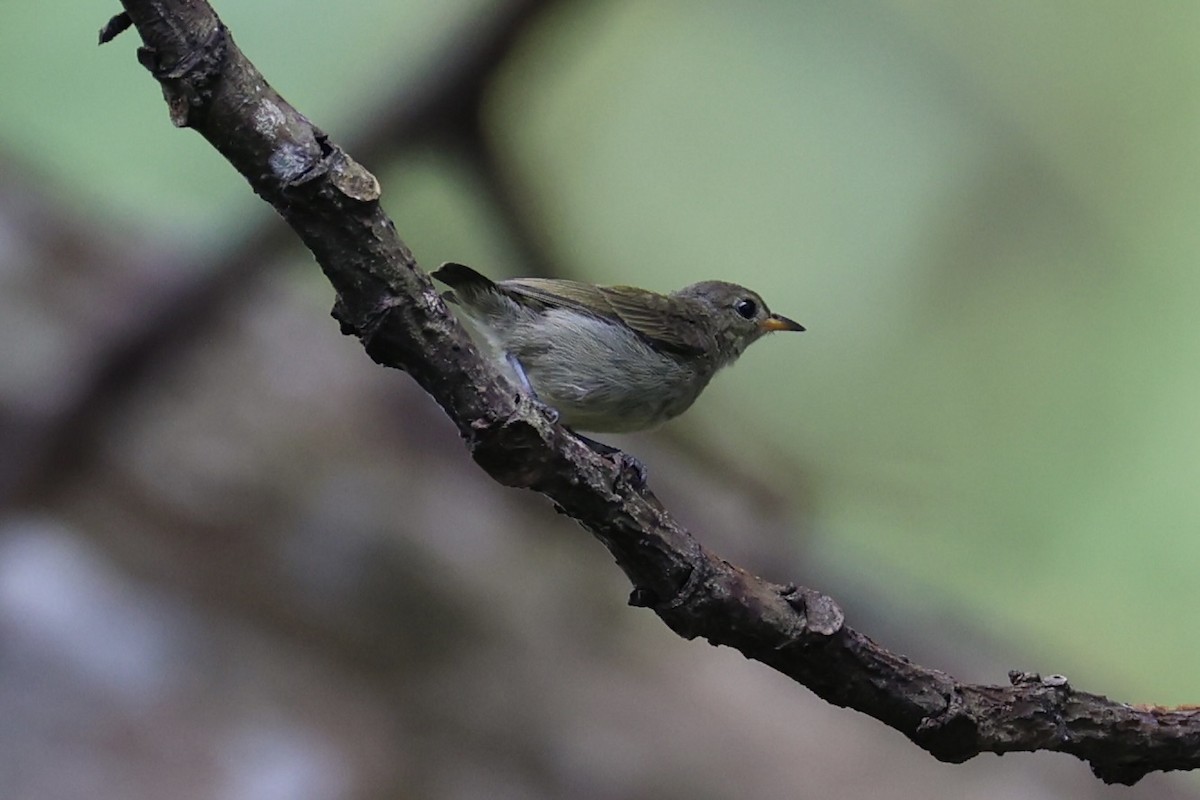 Orange-bellied Flowerpecker - ML620777758