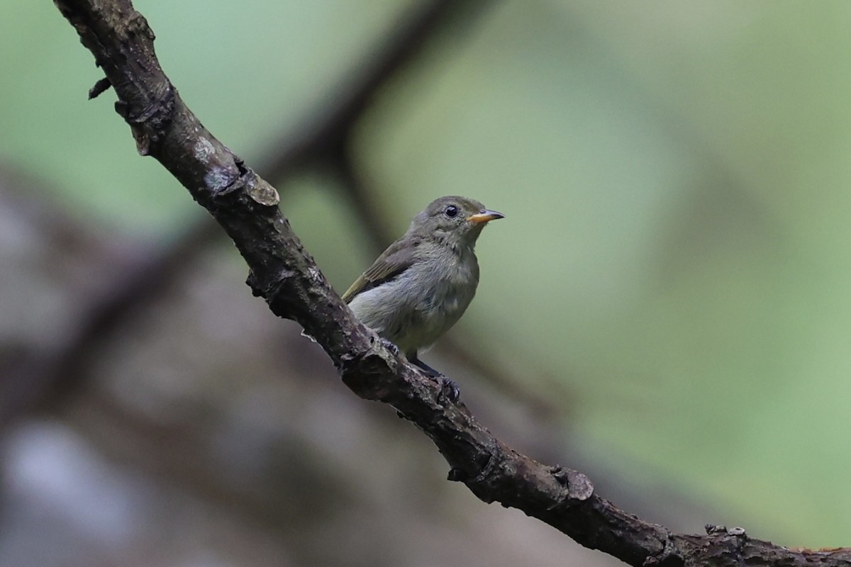 Orange-bellied Flowerpecker - ML620777759