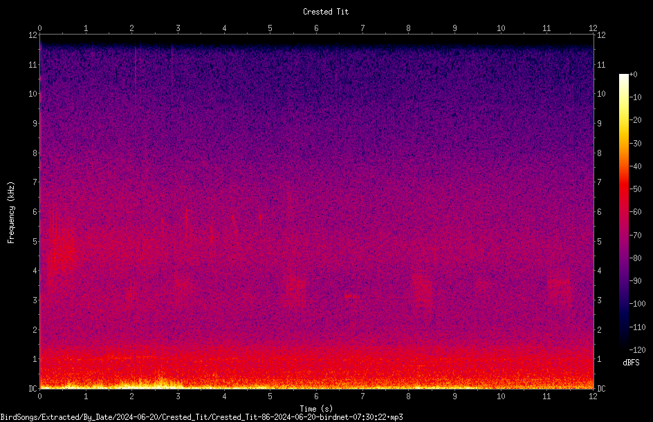 カンムリガラ - ML620777764