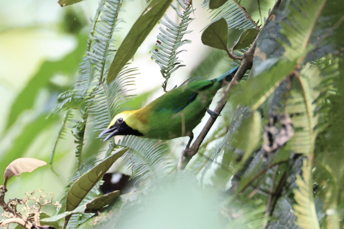 Blue-winged Leafbird - ML620777765