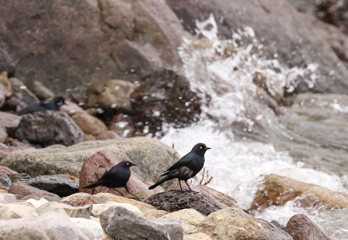 Brewer's Blackbird - ML620777770