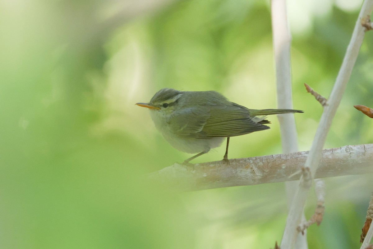 Western Crowned Warbler - ML620777776