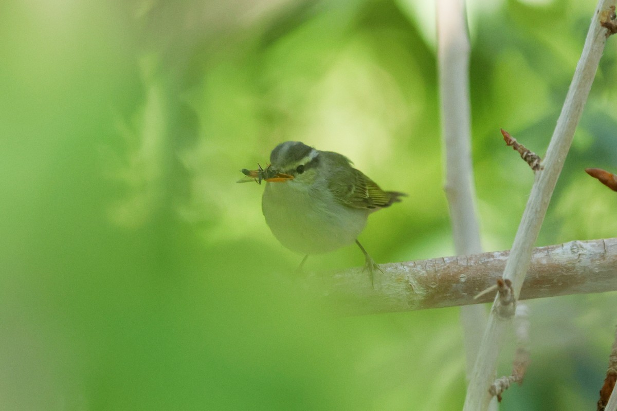 Mosquitero Occipital - ML620777777