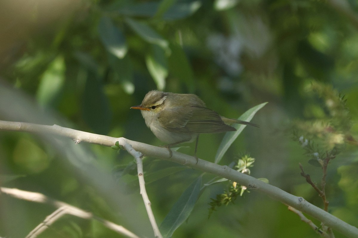 Mosquitero Occipital - ML620777778