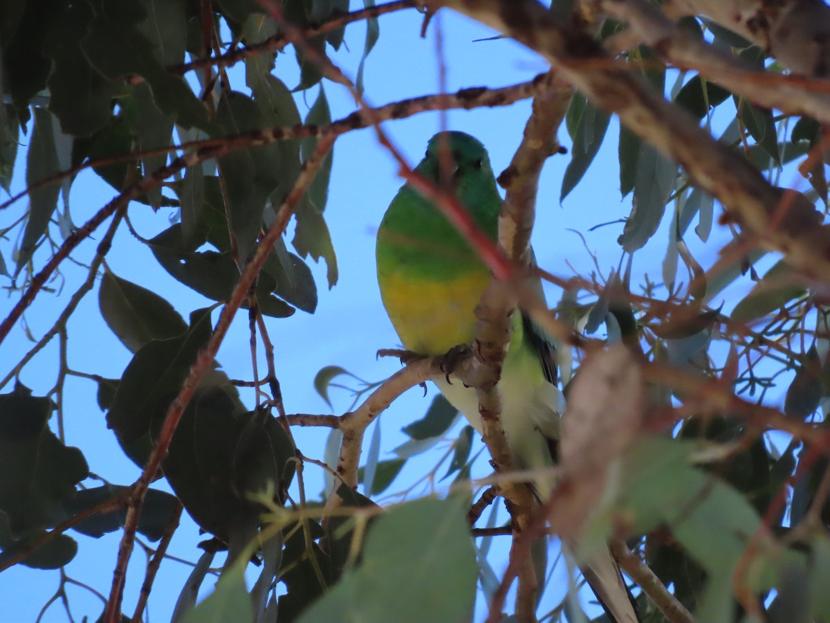 Red-rumped Parrot - ML620777779