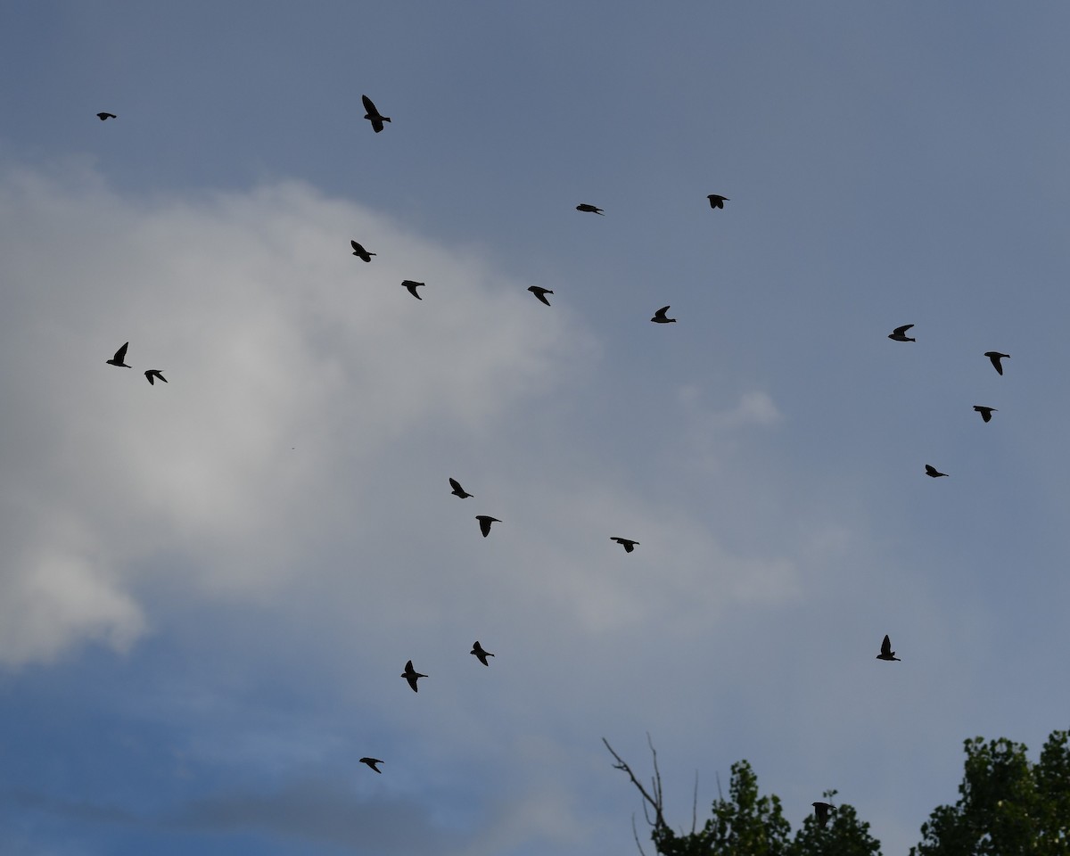 Cliff Swallow - ML620777783