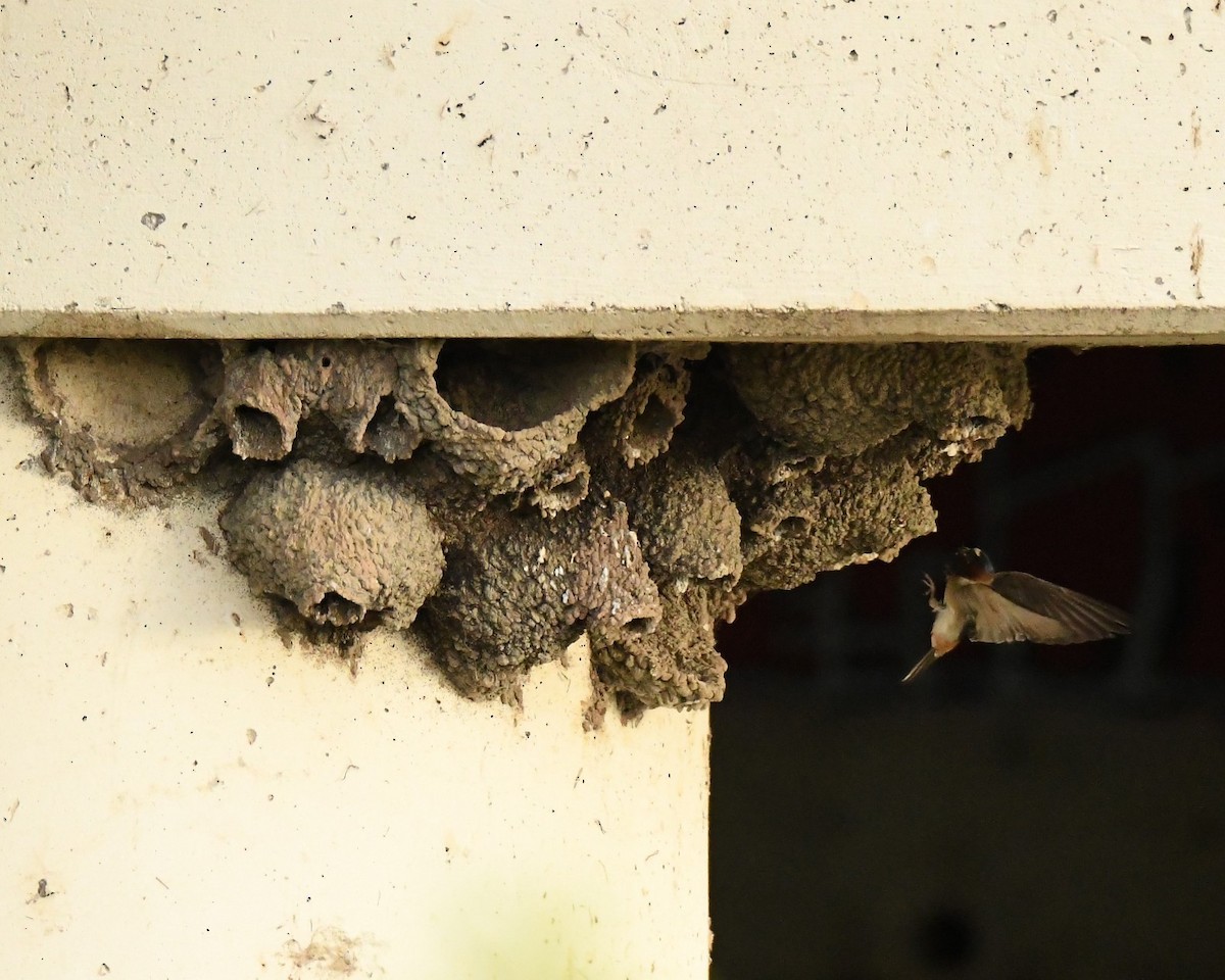 Cliff Swallow - ML620777784