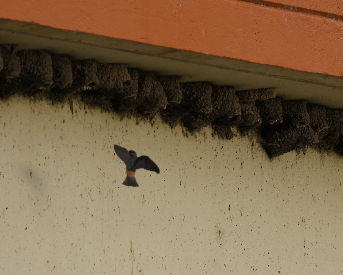 Cliff Swallow - ML620777785