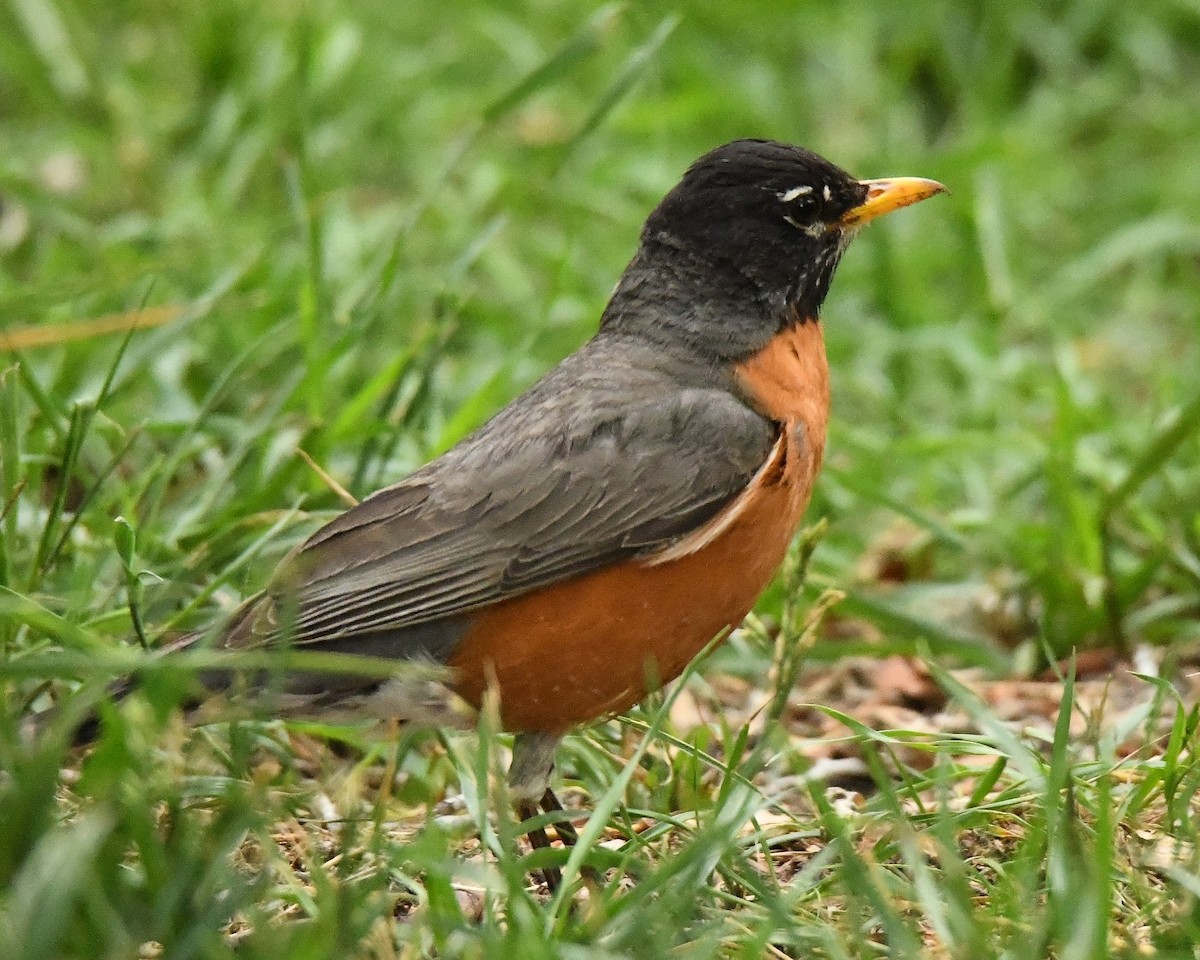 American Robin - ML620777790