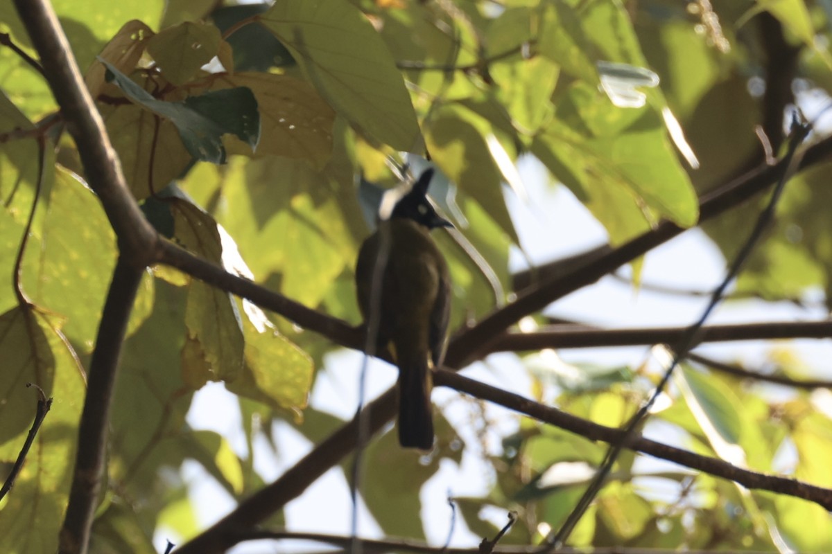 Black-crested Bulbul - ML620777793