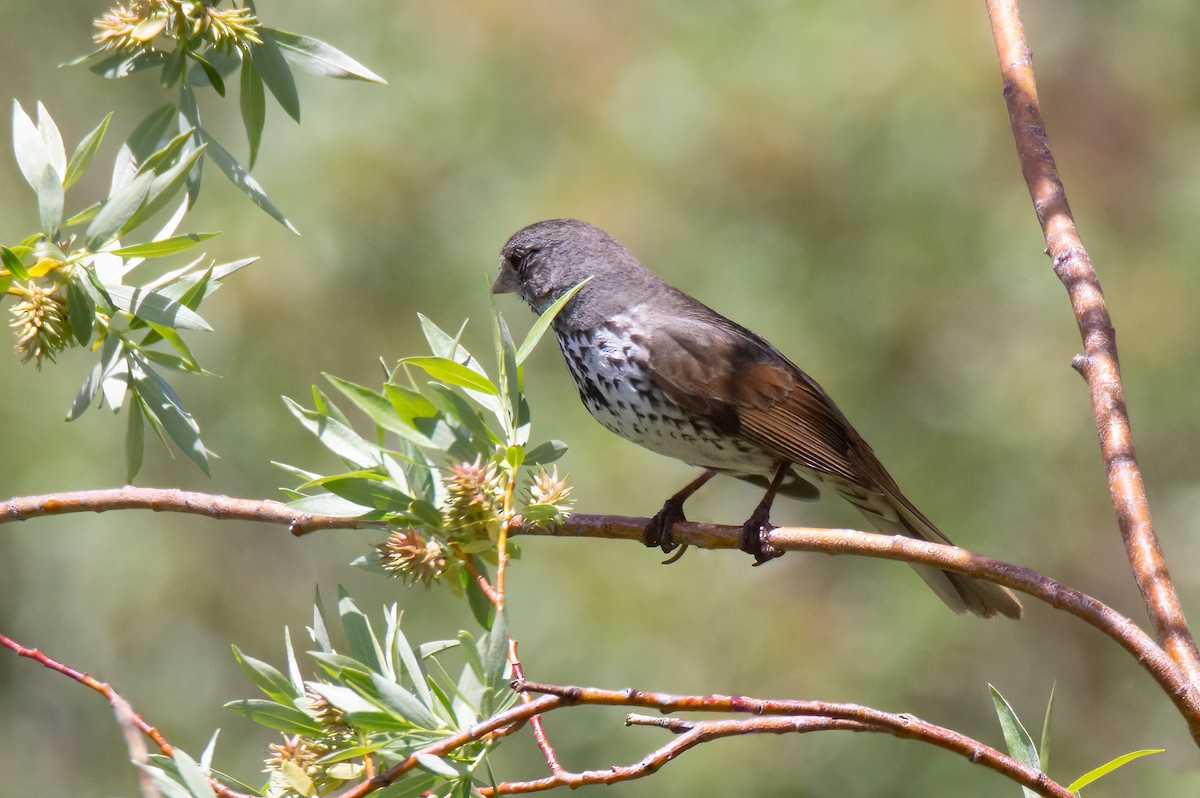 Fox Sparrow (Slate-colored) - ML620777794