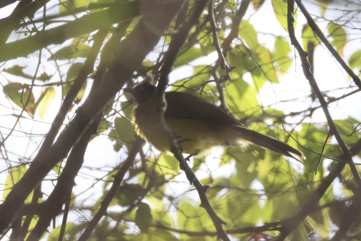 Bulbul à huppe noire - ML620777795