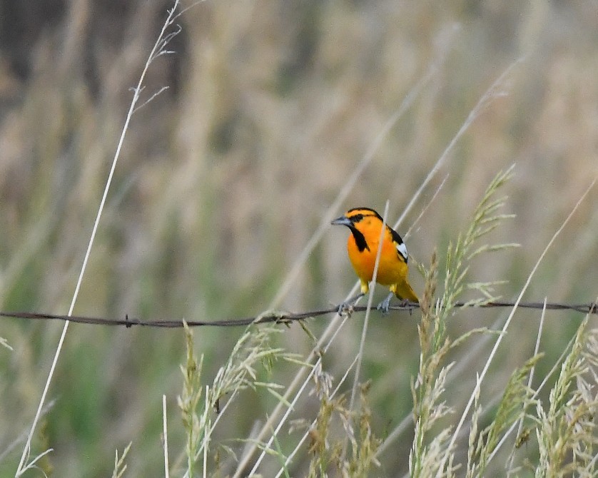 Bullock's Oriole - ML620777803