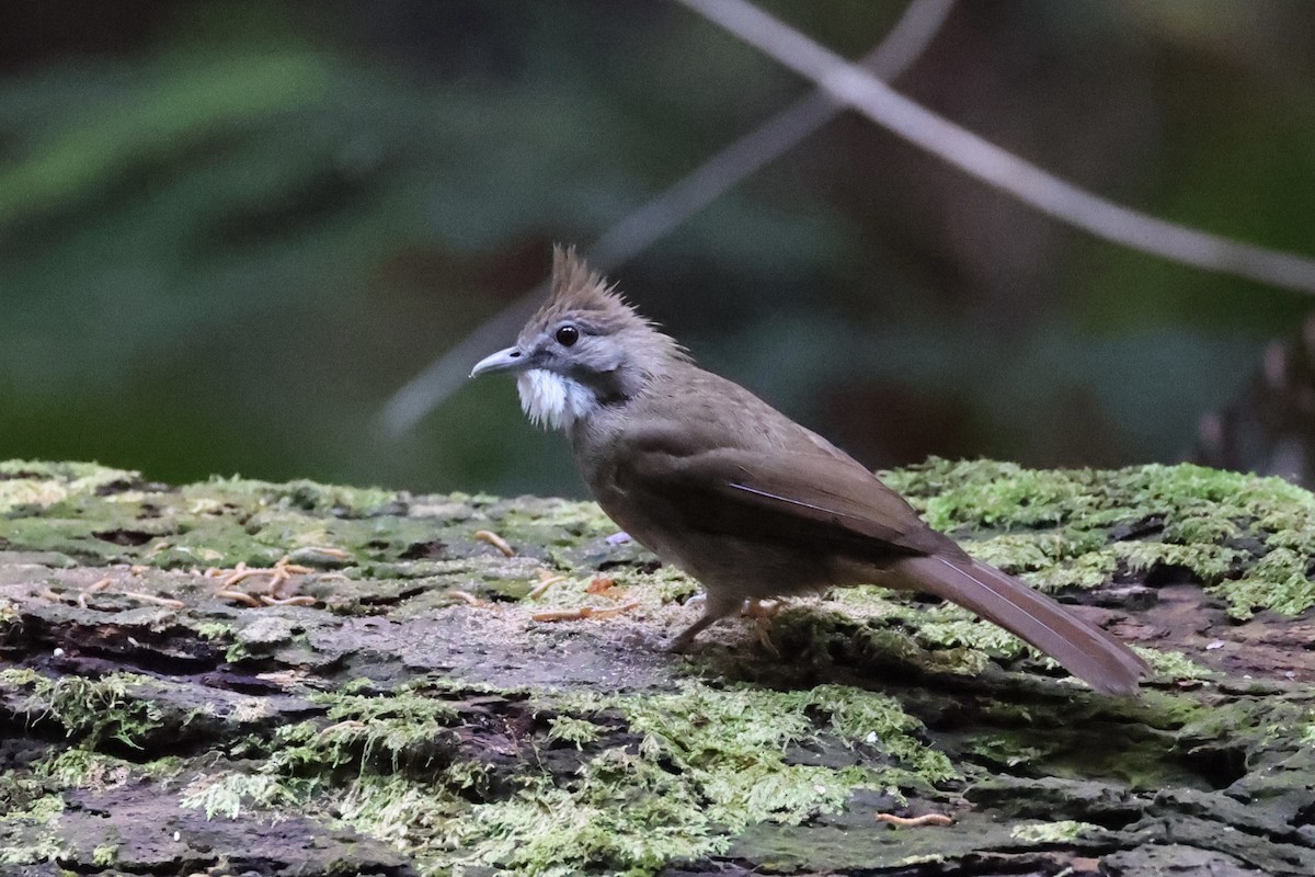 Bulbul Ocráceo - ML620777804