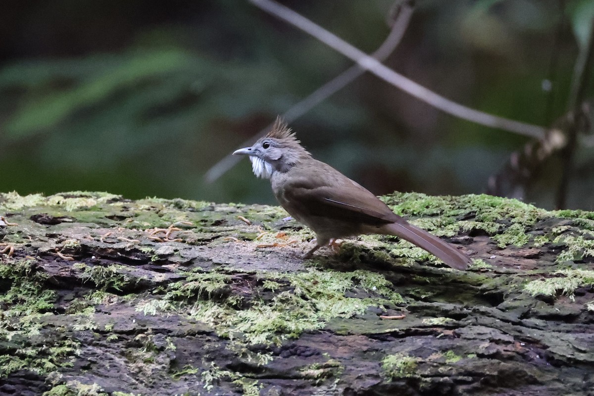 Bulbul Ocráceo - ML620777805