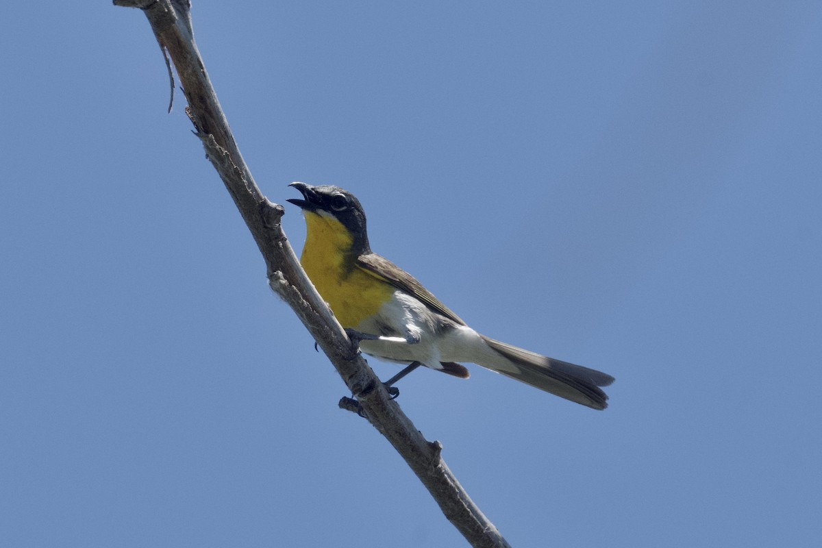 Yellow-breasted Chat - ML620777806