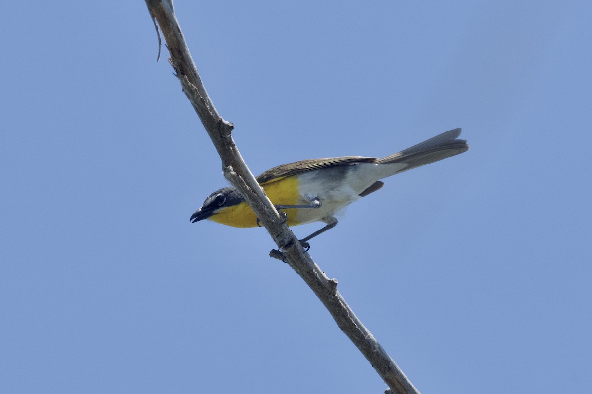 Yellow-breasted Chat - ML620777807