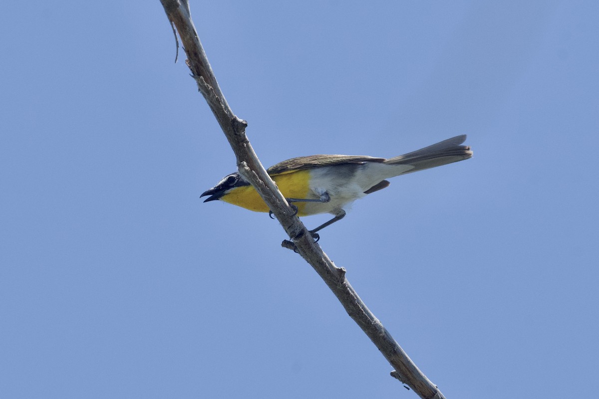 Yellow-breasted Chat - ML620777808