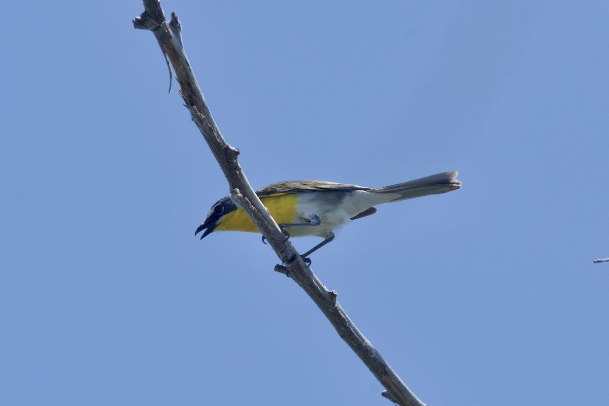 Yellow-breasted Chat - ML620777809