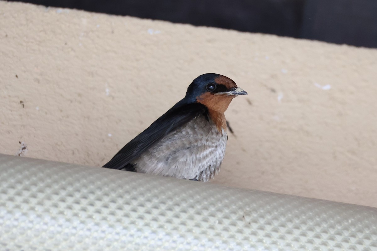 Pacific Swallow - ML620777810