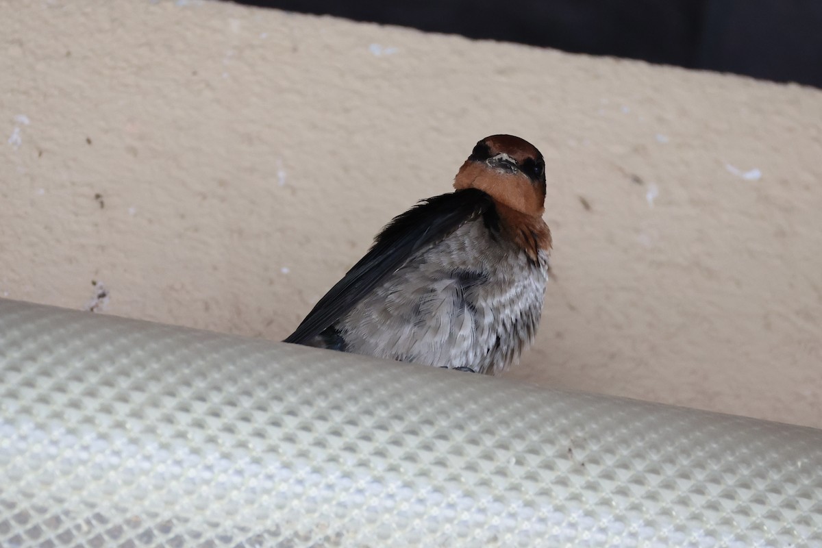 Pacific Swallow - ML620777811