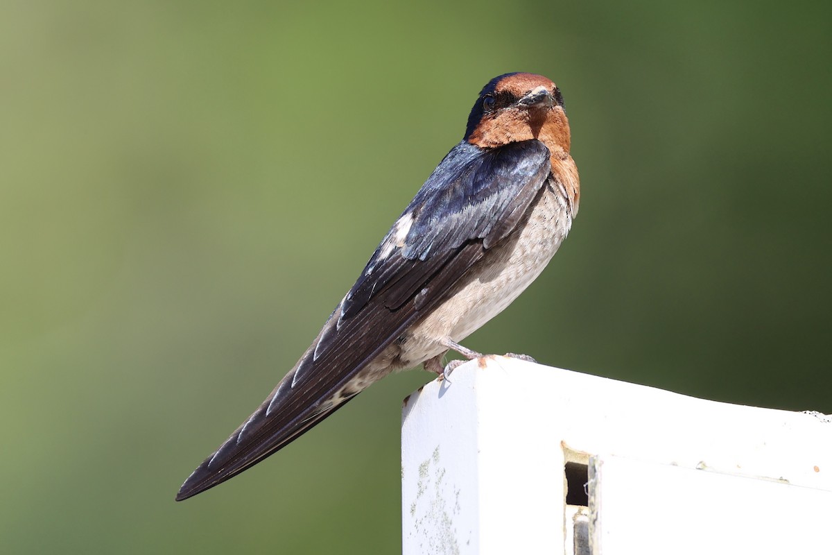 Pacific Swallow - ML620777812
