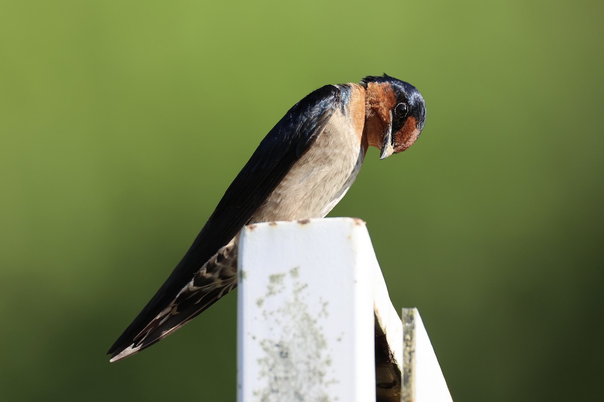 Pacific Swallow - ML620777813