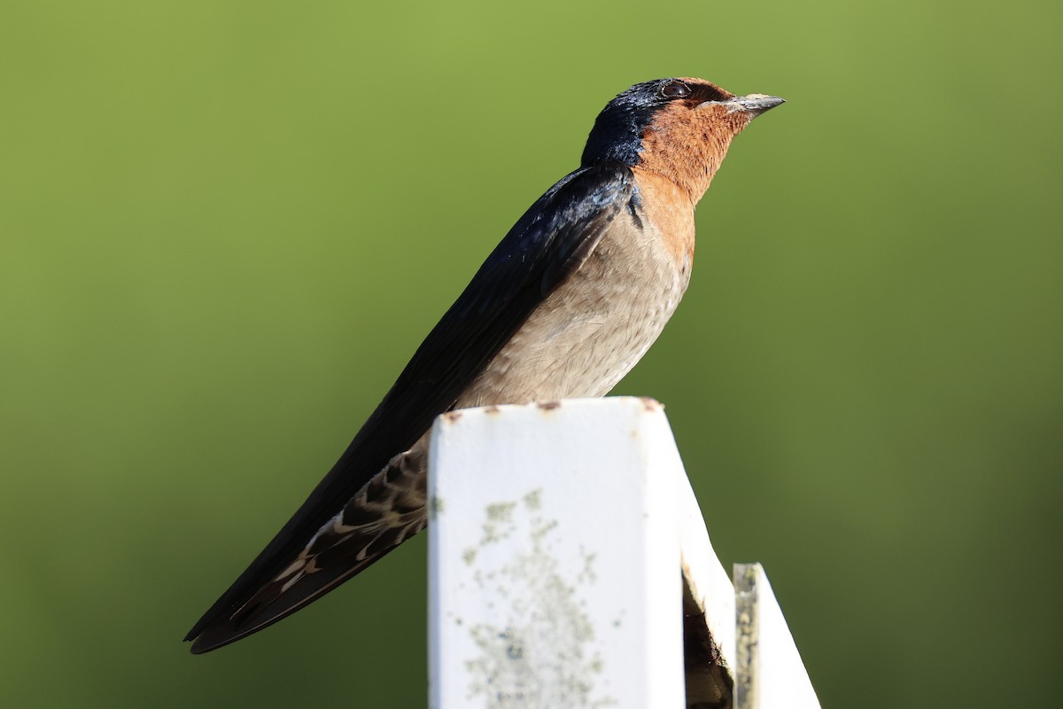 Pacific Swallow - ML620777814