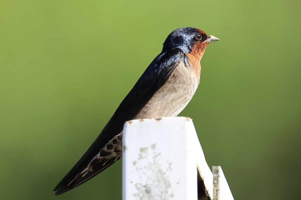 Pacific Swallow - ML620777815