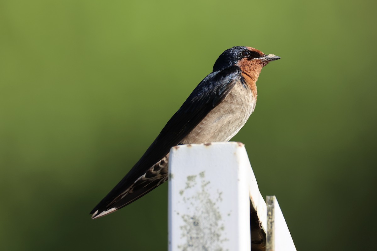 Pacific Swallow - ML620777816