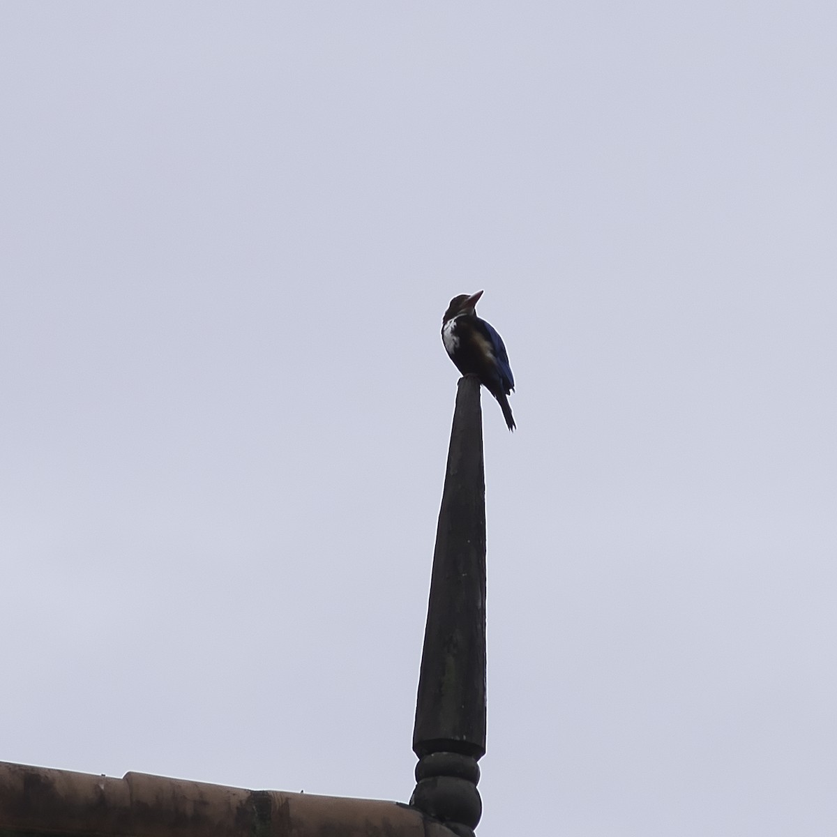 White-throated Kingfisher - ML620777831