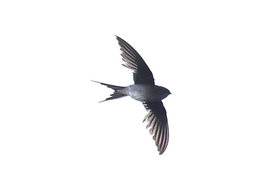 Gray-rumped Treeswift - ML620777832