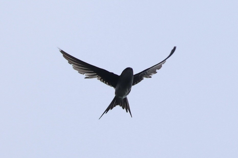 Gray-rumped Treeswift - ML620777833