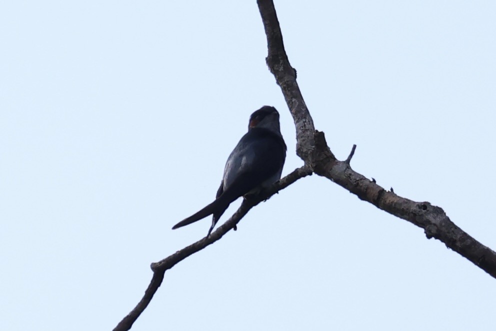 Gray-rumped Treeswift - ML620777835