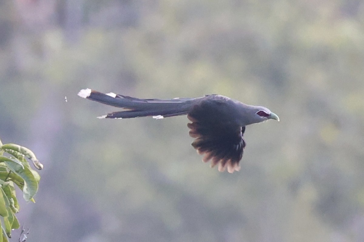 Green-billed Malkoha - ML620777840