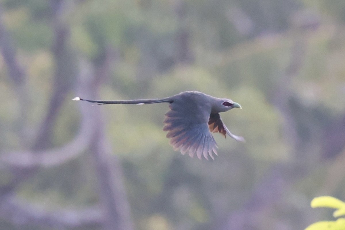 Green-billed Malkoha - ML620777841