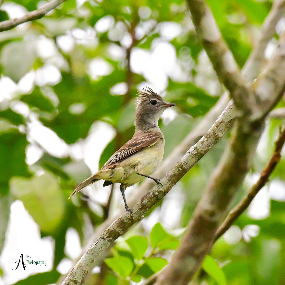 Yellow-bellied Elaenia - ML620777846