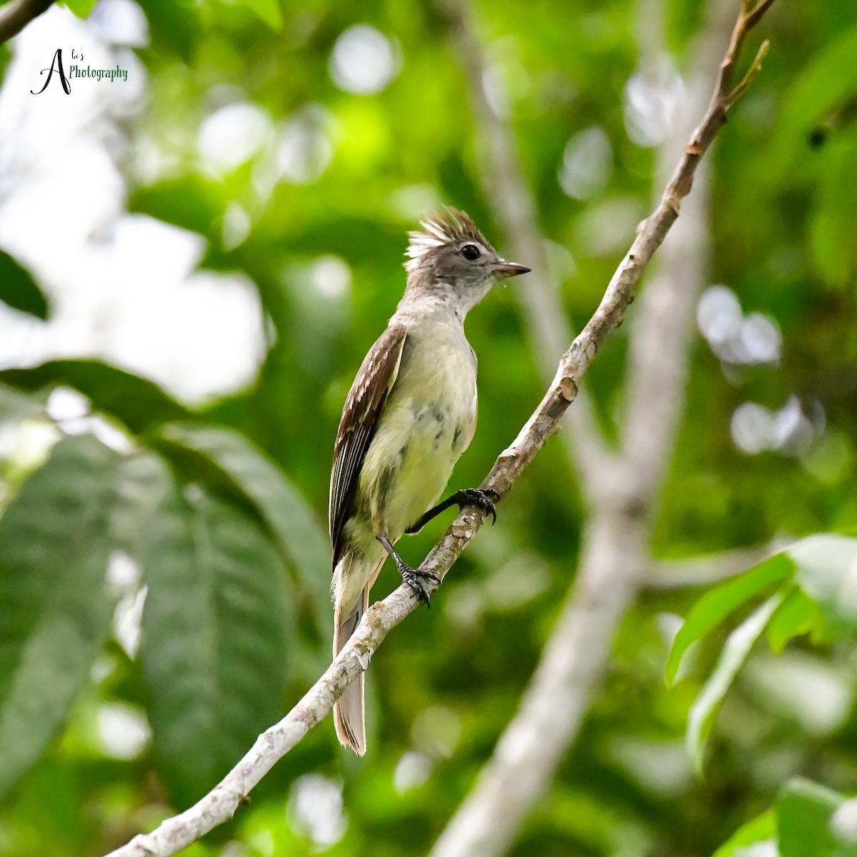 Yellow-bellied Elaenia - ML620777847