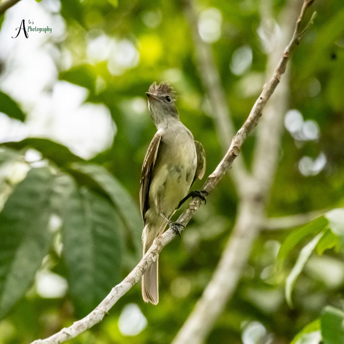 Yellow-bellied Elaenia - ML620777849