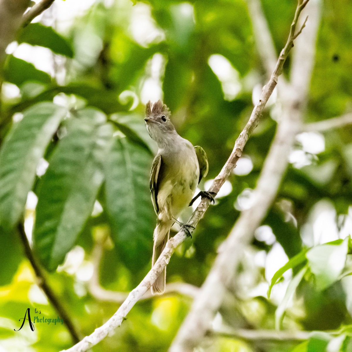 Yellow-bellied Elaenia - ML620777850