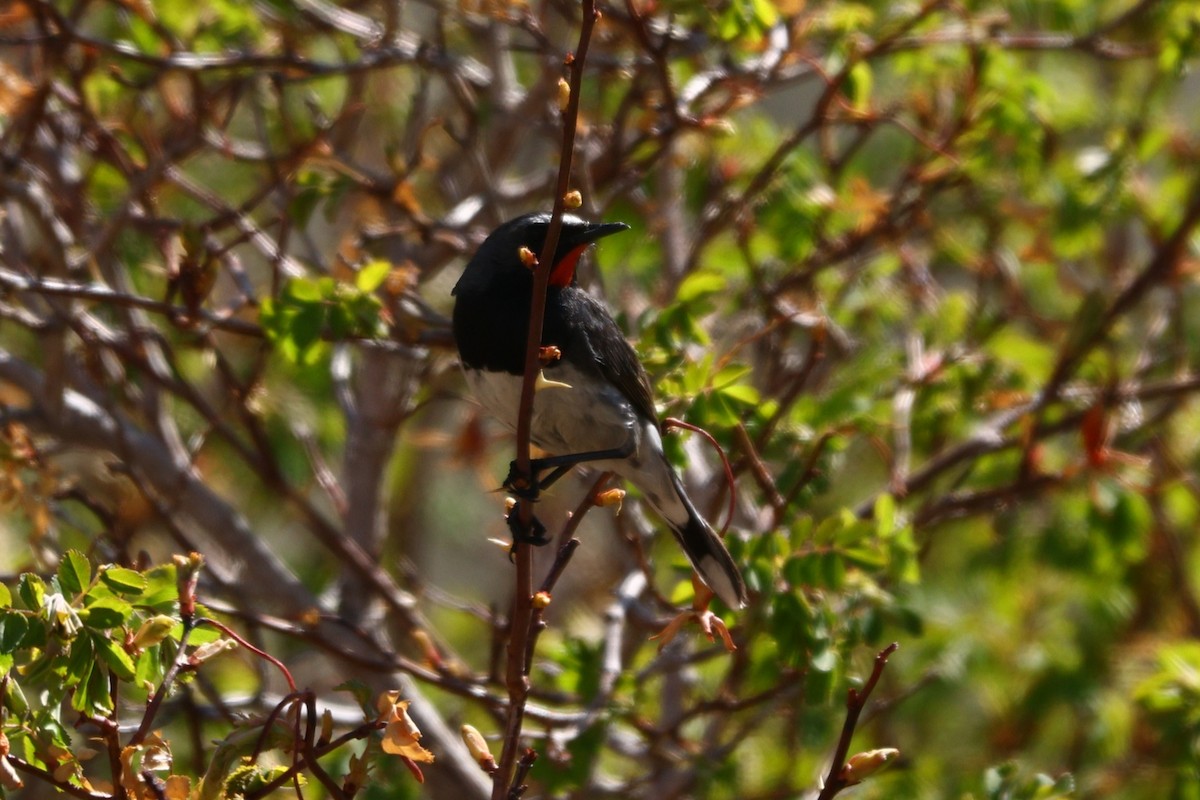 Himalayan Rubythroat - Padma Gyalpo