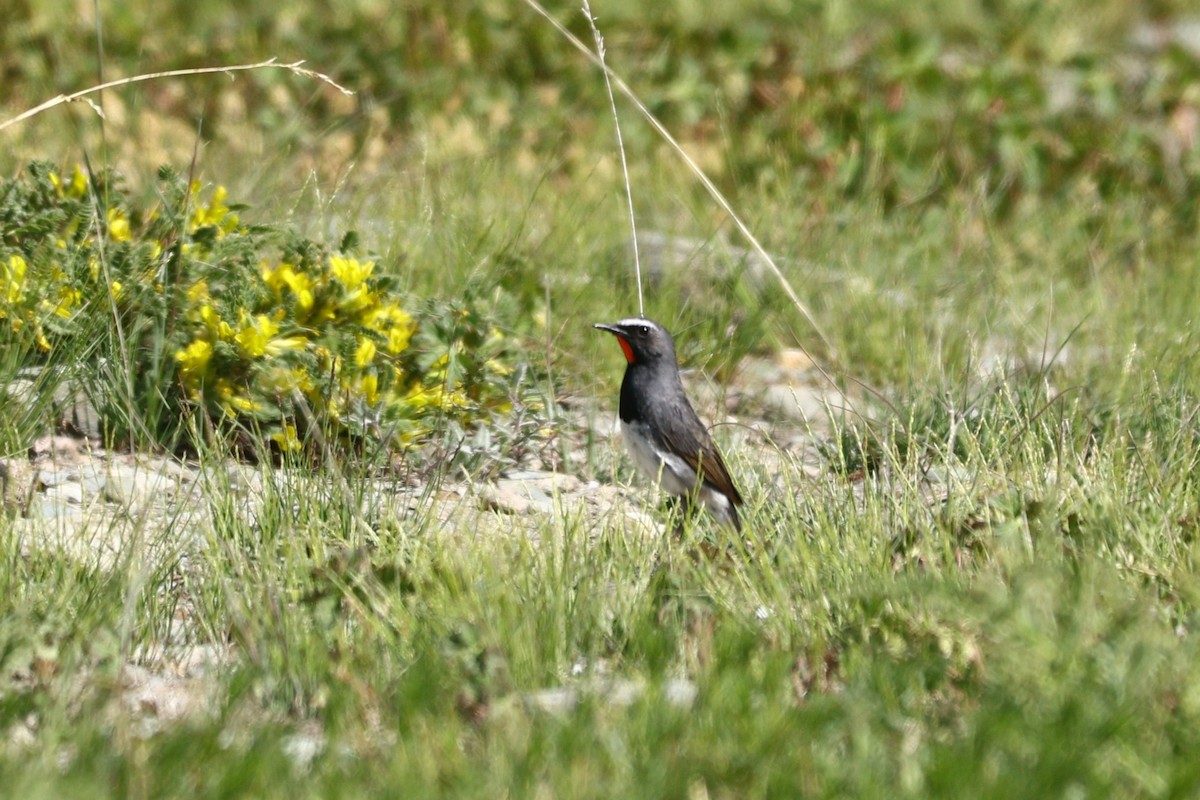 Himalayan Rubythroat - ML620777853