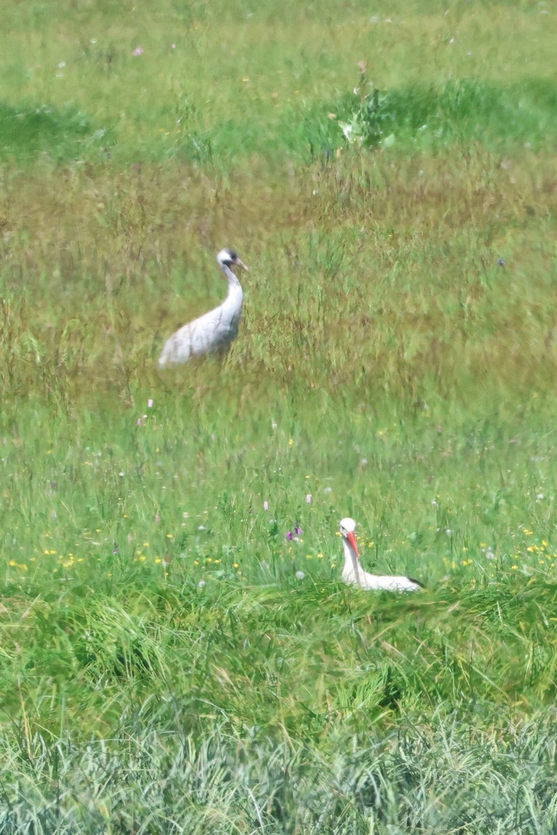 Common Crane - Christian Goenner