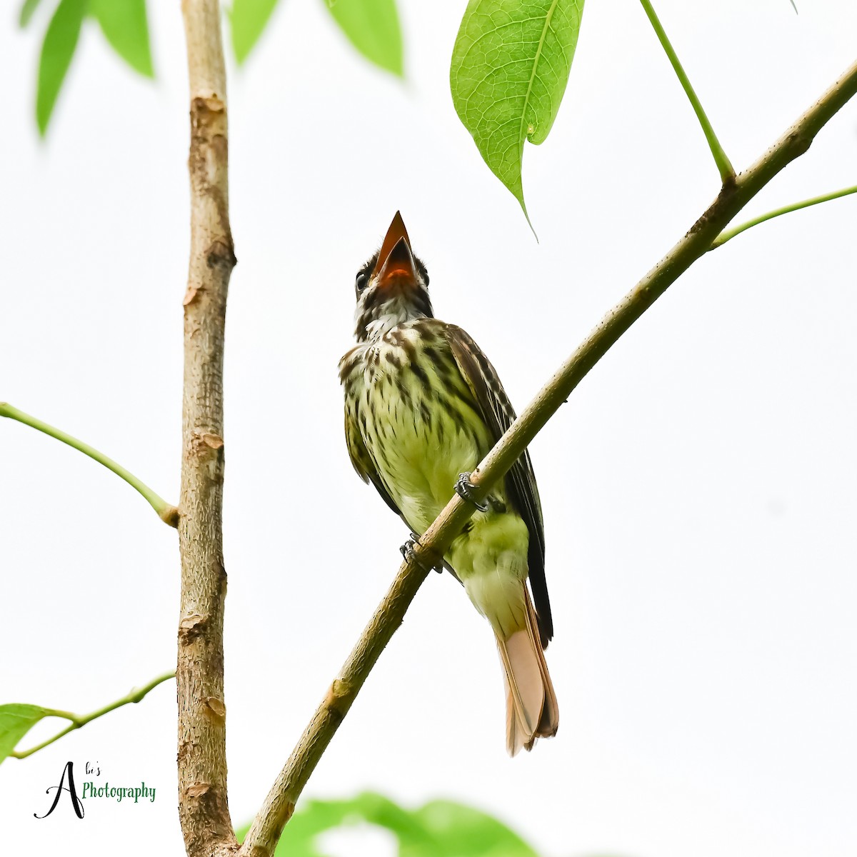 Sulphur-bellied Flycatcher - ML620777859