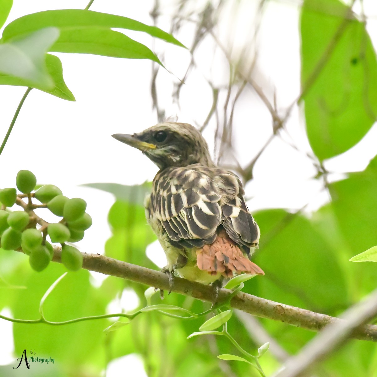 Sulphur-bellied Flycatcher - Abimael Moralez