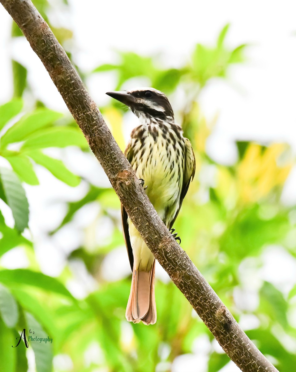 Sulphur-bellied Flycatcher - ML620777861