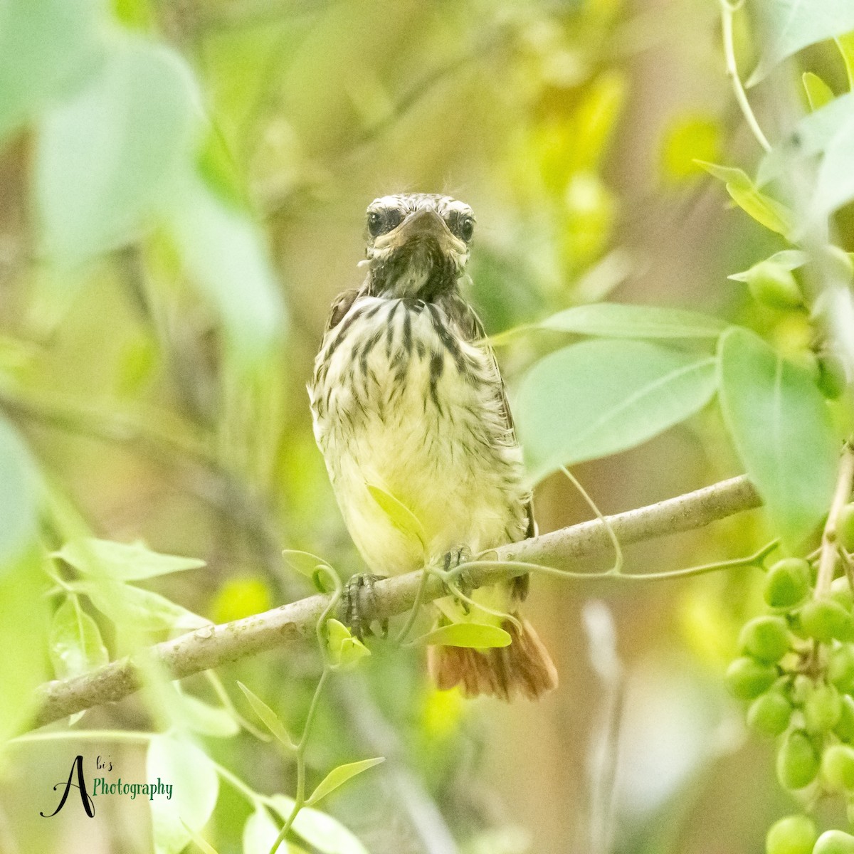 Sulphur-bellied Flycatcher - ML620777863