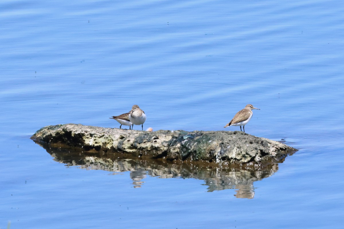 Common Sandpiper - ML620777865